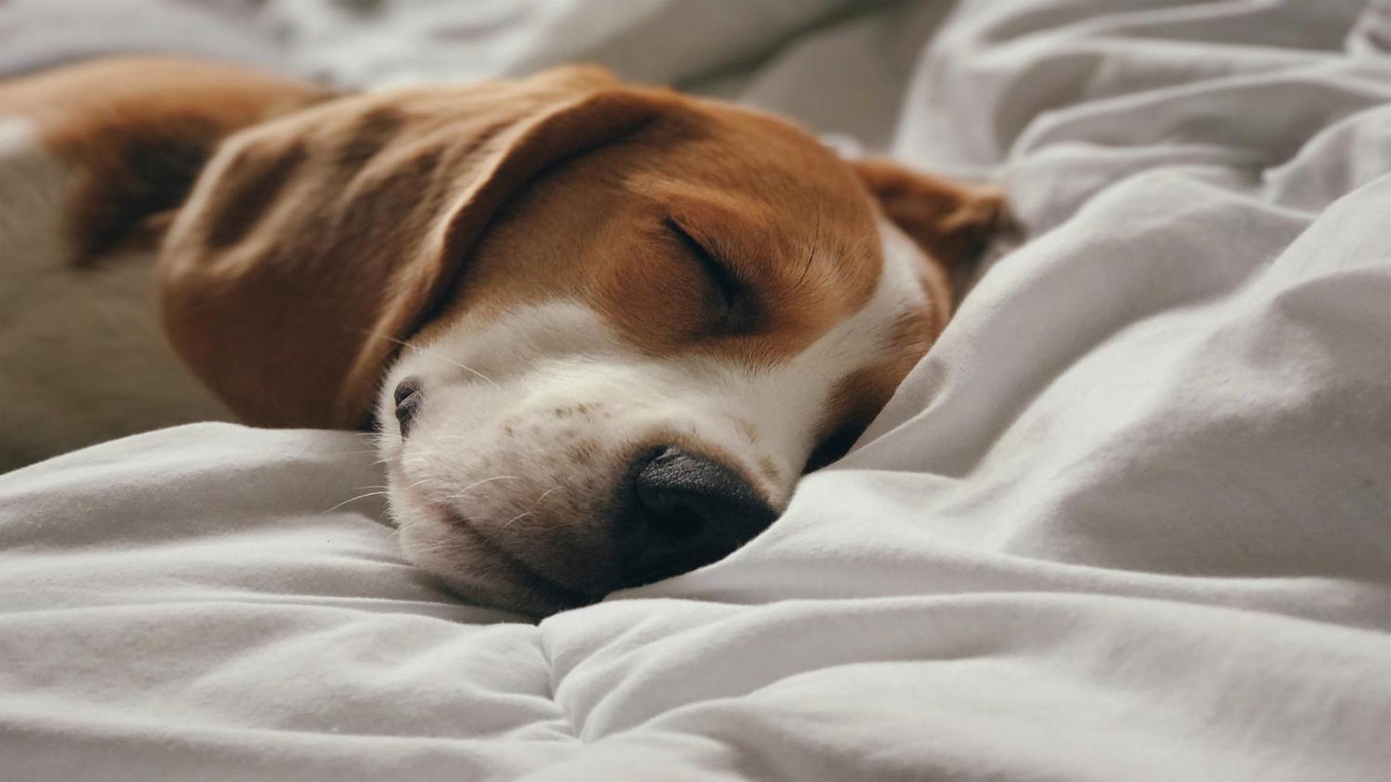 ホリデイイン サントドミンゴ ホテル＆スイーツ エクステリア 写真 A dog sleeping